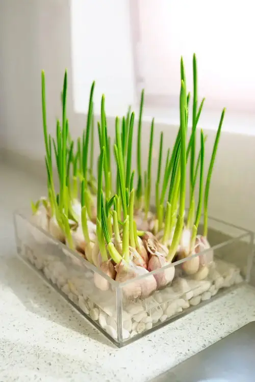 When to Plant Garlic Greens