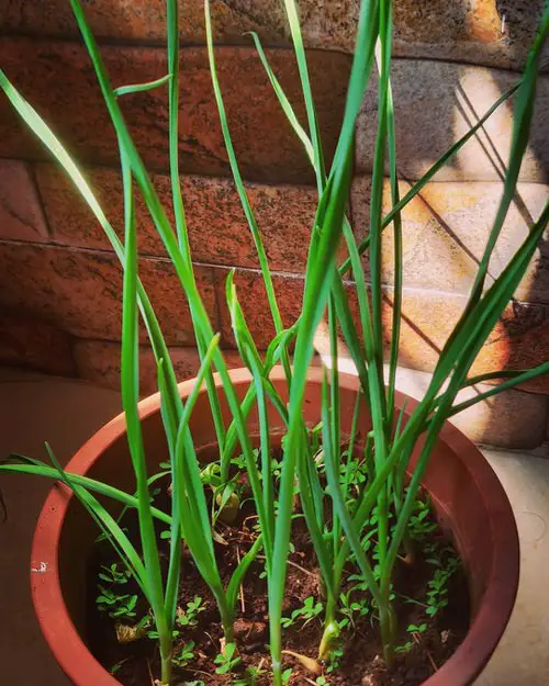 top Best Medicinal Plants with Their Benefits