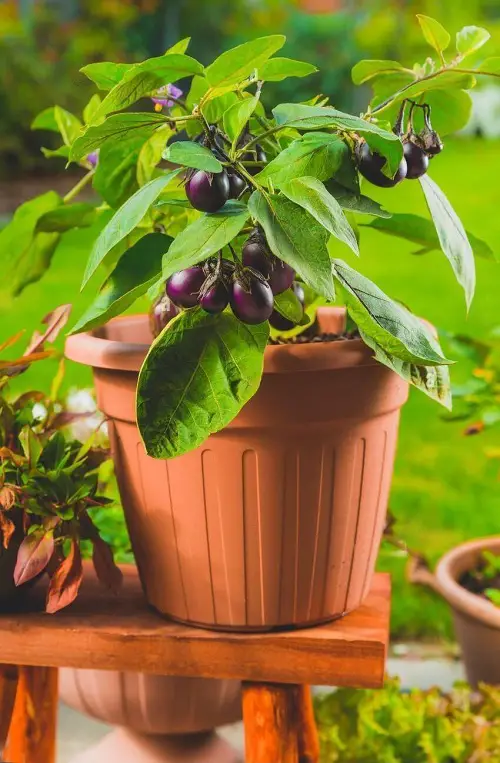 Is Eggplant a Berry