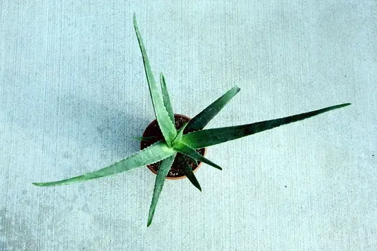 Plants with Cosmetic Uses