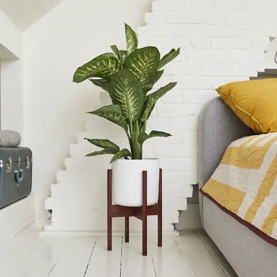 Dieffenbachia Benefits