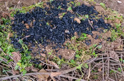 charcoal Increase the Soil pH