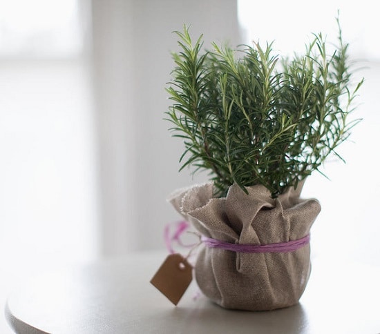 Plants with Cosmetic Uses you can grow at home