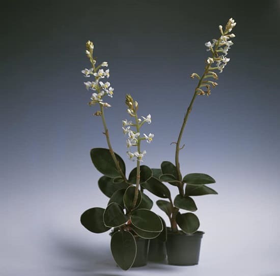 Ludisia Orchids types