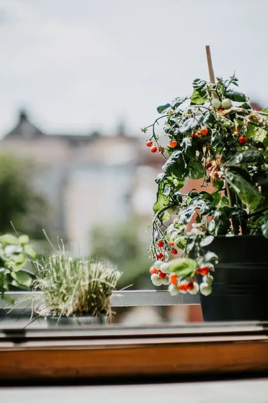 Plants with Cosmetic Uses that you can recommend to your friend 