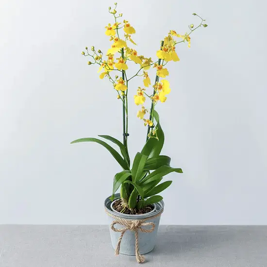 Greatest Pansy Orchid Varieties 