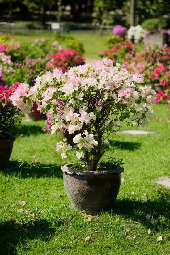 Bushes with White Flowers 14