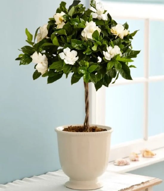 Bushes with White Flowers 16