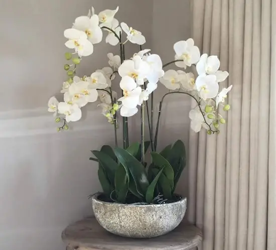 Houseplants You Can't Kill Even If You Want 10