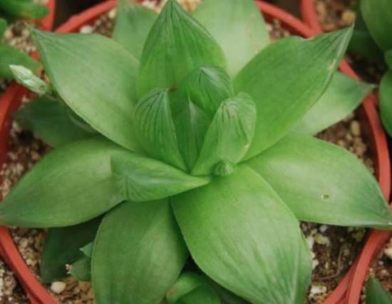 Types of Haworthia