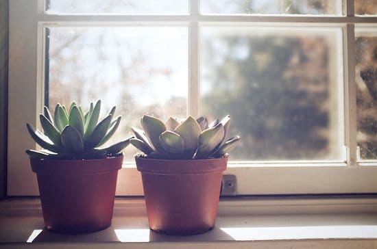 Succulent Myths