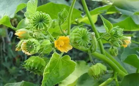 Unbeknownst to you varieties of green flowers