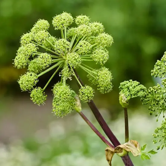 Types of Green Flowers 55