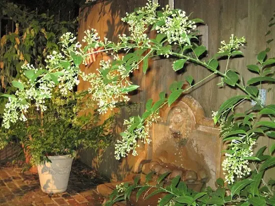 Bushes with White Flowers 21
