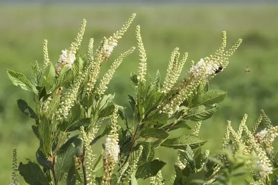 Bushes with White Flowers 26