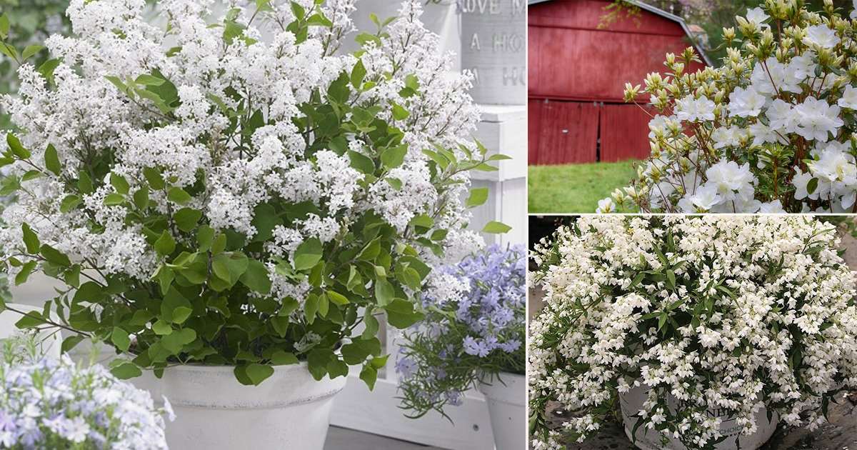 25 Bushes With White Flowers White Flowering Shrubs