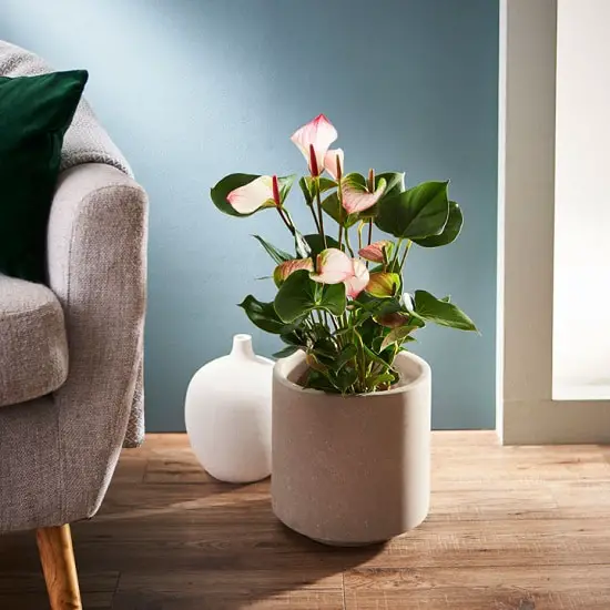 Indoor Plants with White Flowers you can grow