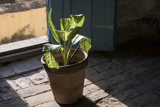 Dieffenbachia Benefits you must know