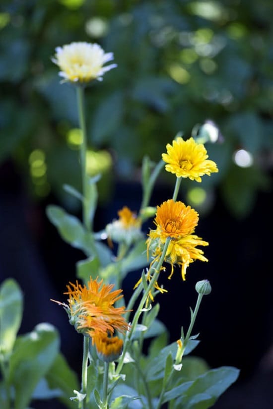 Some of the best Plants with Cosmetic Uses