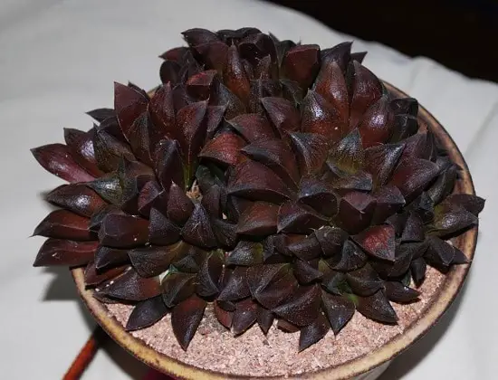 Some of the Types of Haworthia