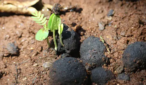 As a Soil Additive
