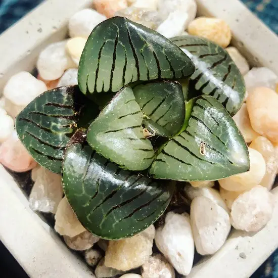 Types of Haworthia you can grow