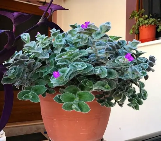 Types of Wandering Jew Plants to enhance the beauty of your garden 