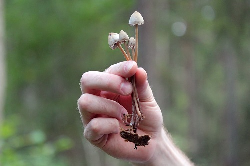 Mushroom Poisoning