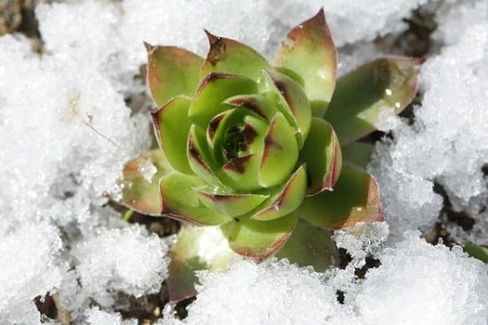 Succulent Myths decoded