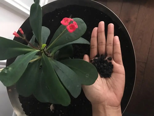 Pesticide Cleanup and Removal