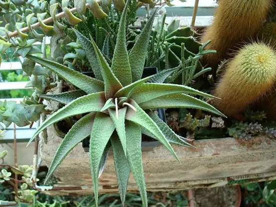 Types of Haworthia to have at home