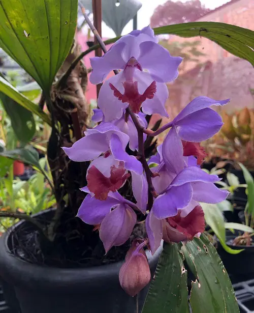 Acacallis Orchid