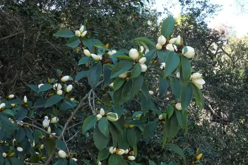 Best Shade Loving Shrubs for Low Light 5
