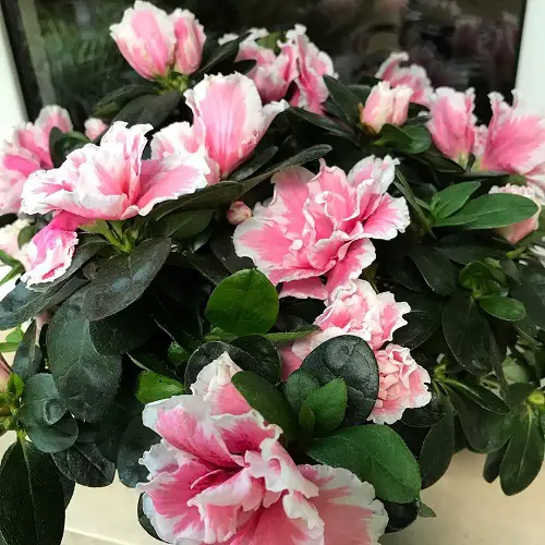 Different Kinds of Flowers in Funeral