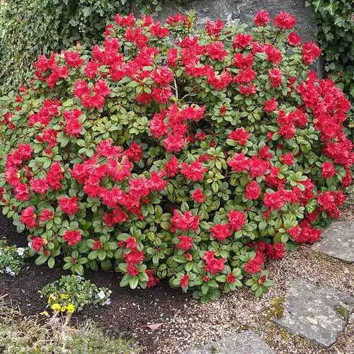Best Shade Loving Shrubs for Low Light 1
