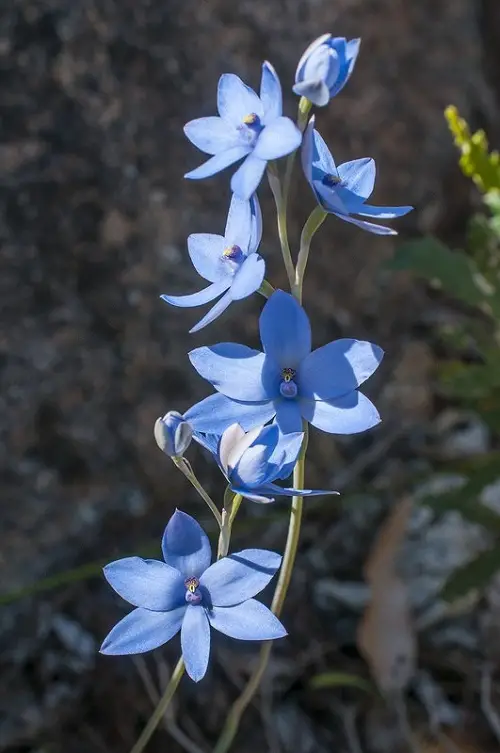 Blue Lady Orchid type