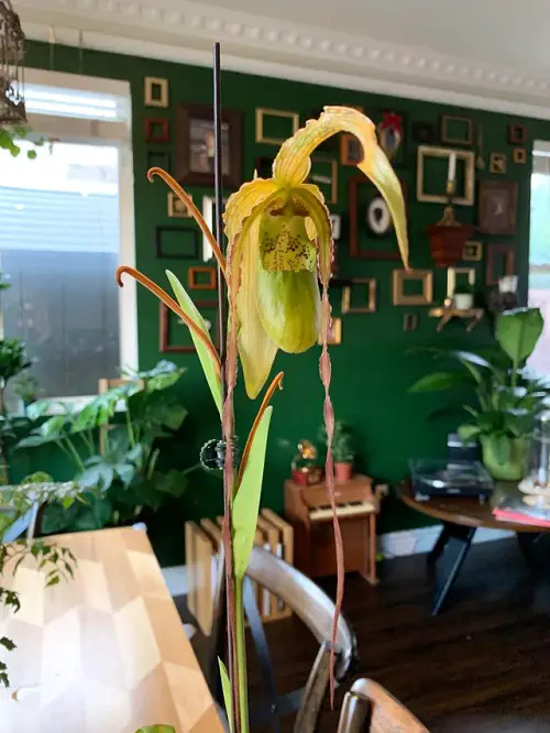 Best Varieties of Phragmipedium Orchids