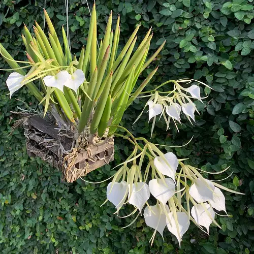 Different Types of Orchid Varieties You Can Grow!