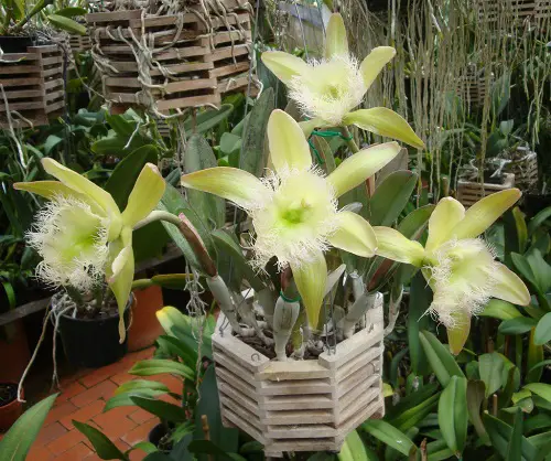 Types of Orchid Varieties You Can Grow!