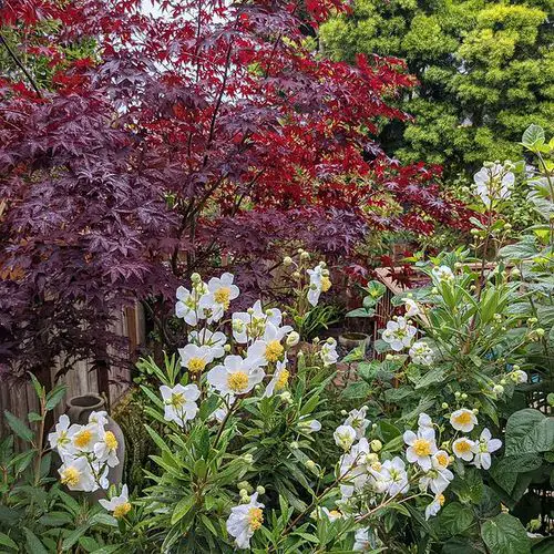 best Shrubs for Shade 8