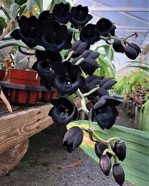 Best Varieties of Catasetum Orchid