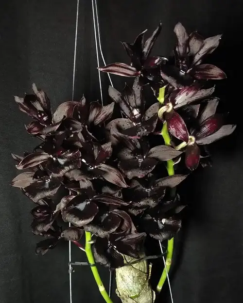 Catasetum Orchid