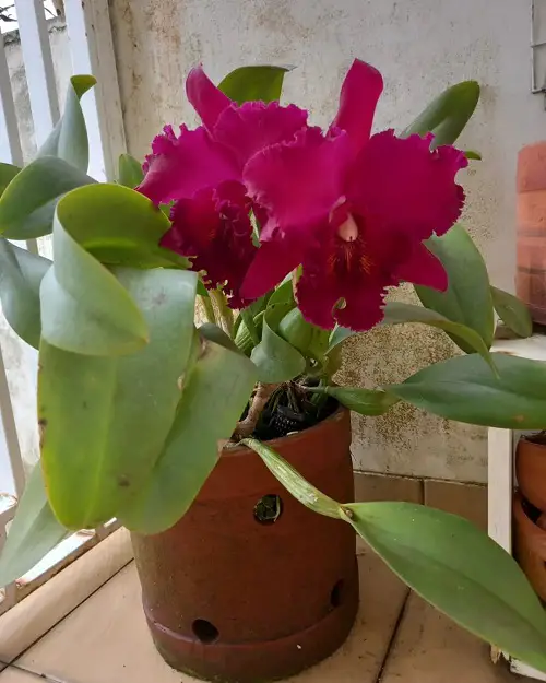 Cattleya Orchid