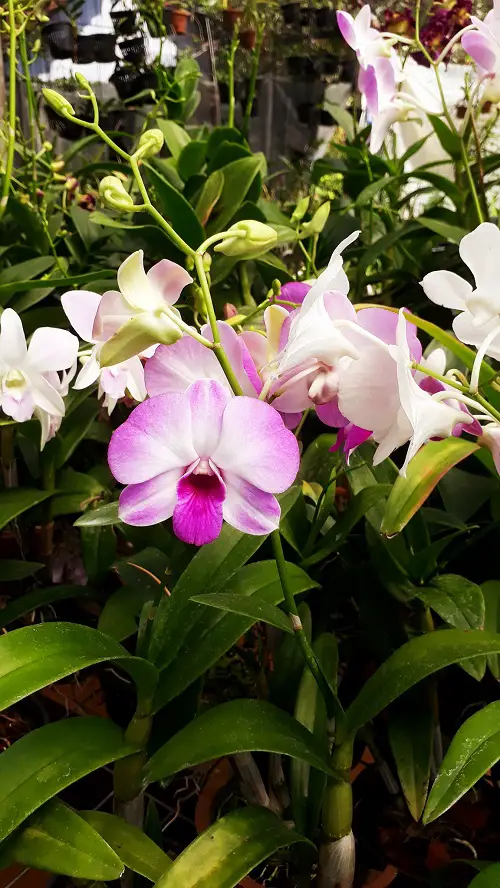 top Varieties of Zygopetalum Orchids