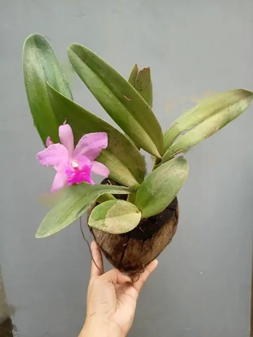 Best Varieties of Cattleya Orchid