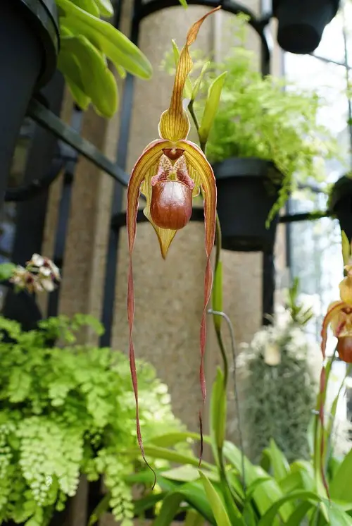 Top Phragmipedium Orchid Varieties
