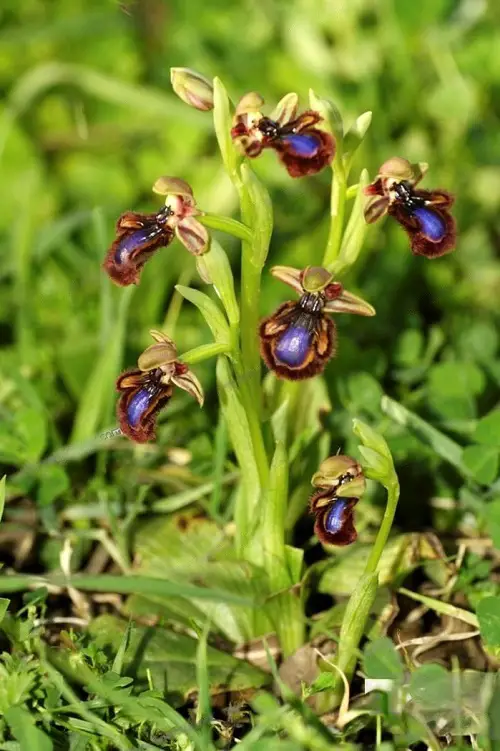 top Best Varieties of Lycaste Orchids
