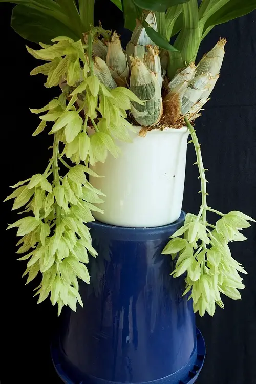 top Varieties of Catasetum Orchid