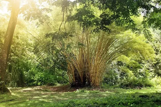 How to Propagate Bamboo in the best way