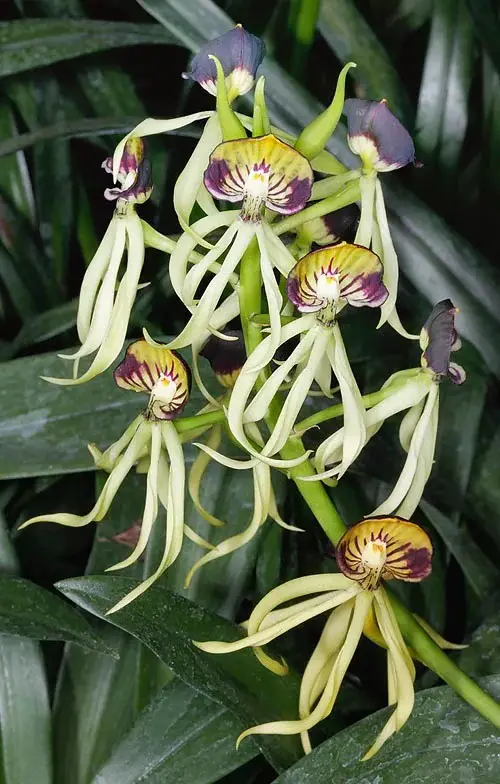 Best Varieties of Encyclia Orchids